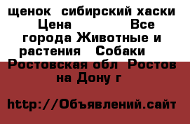 щенок  сибирский хаски › Цена ­ 12 000 - Все города Животные и растения » Собаки   . Ростовская обл.,Ростов-на-Дону г.